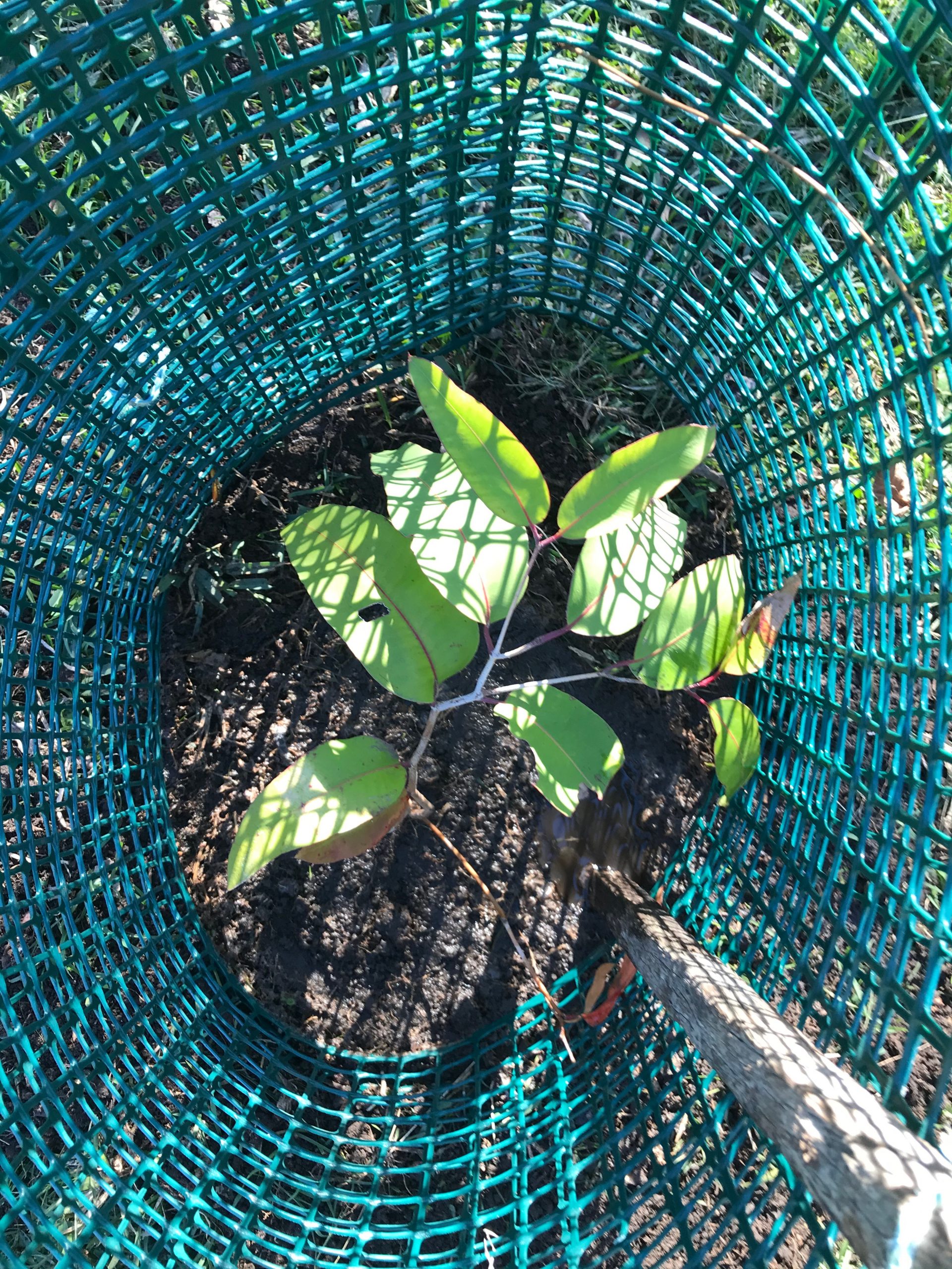 100 Trees and Shrubs